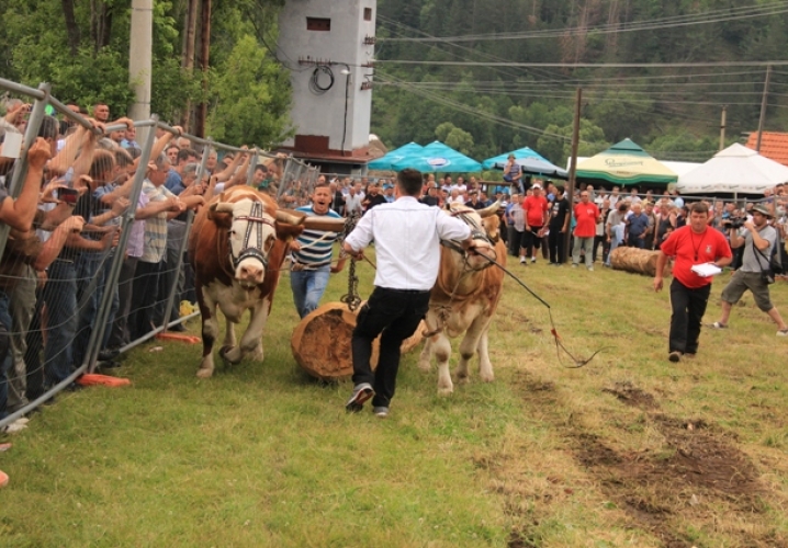 Top 5 manifestacija na Zlatiboru